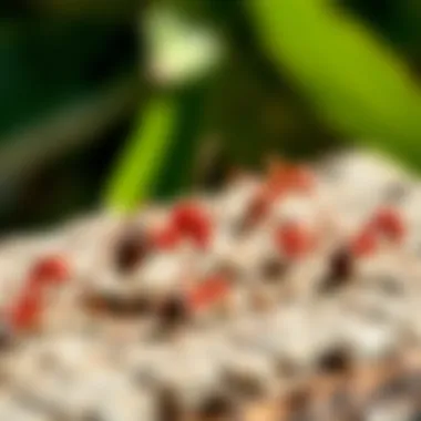 Illustration of the application method for effective ant control