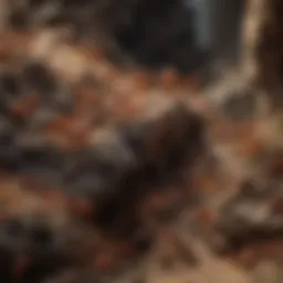 Close-up view of an ant colony