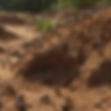 Social Dynamics of Ants in Their Mound Ants engaging in cooperative behavior within the mound