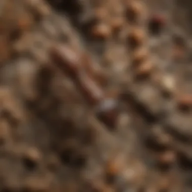 Identification of Ant Species Identifying common ant species found in wall spaces