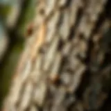 Close-up of ash tree bark showing signs of pest damage