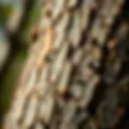 Close-up of ash tree bark showing signs of pest damage