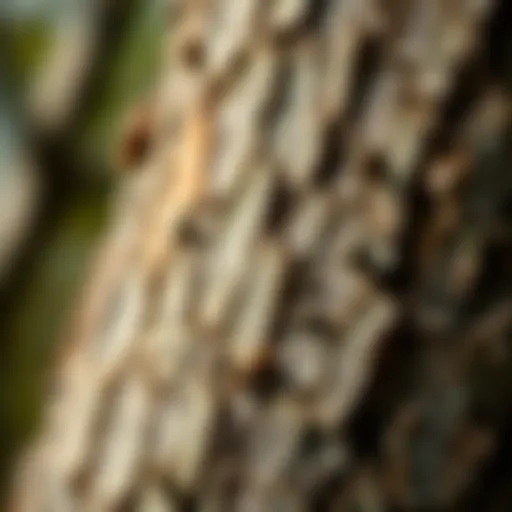 Close-up of ash tree bark showing signs of pest damage