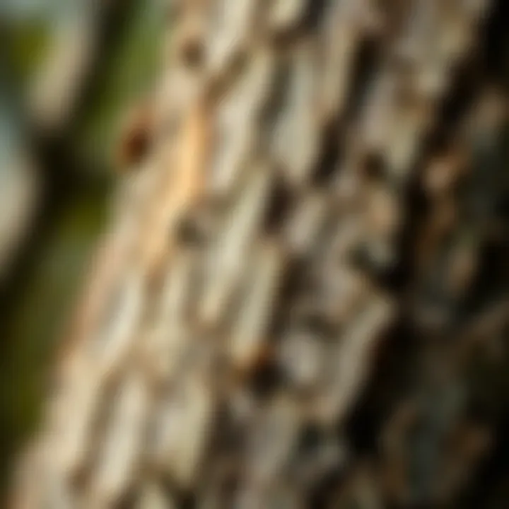 Signs of Pest Damage on Ash Trees Close-up of ash tree bark showing signs of pest damage