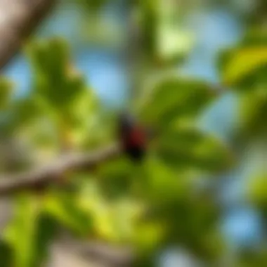 Natural Pest Control Methods for Ash Trees Natural pest control methods including beneficial insects