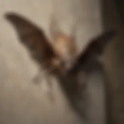 Close-up of a bat bug on a wall