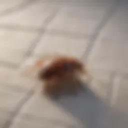 Close-up view of bed bugs on a mattress