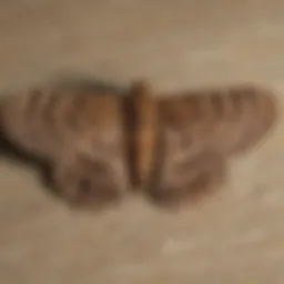 Close-up of a brown moth resting on a surface