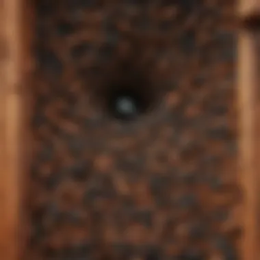 Detailed view of a carpenter ant colony architecture