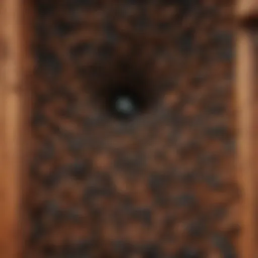 Detailed view of a carpenter ant colony architecture