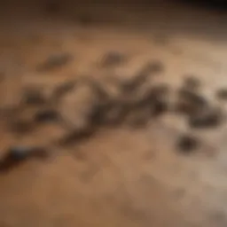 Close-up of carpenter ant droppings on a wooden surface