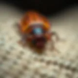 Close-up view of a carpet beetle worm on fabric