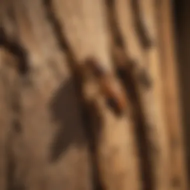 A close-up of a termite on wood, showcasing the damage they cause.