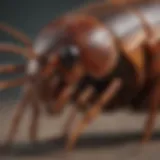 Close-up of a cockroach showcasing its mandibles and biting anatomy