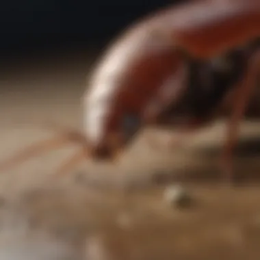 Prevention Strategies: Keeping Cockroach Bites at Bay Effective strategies for preventing cockroach bites in households