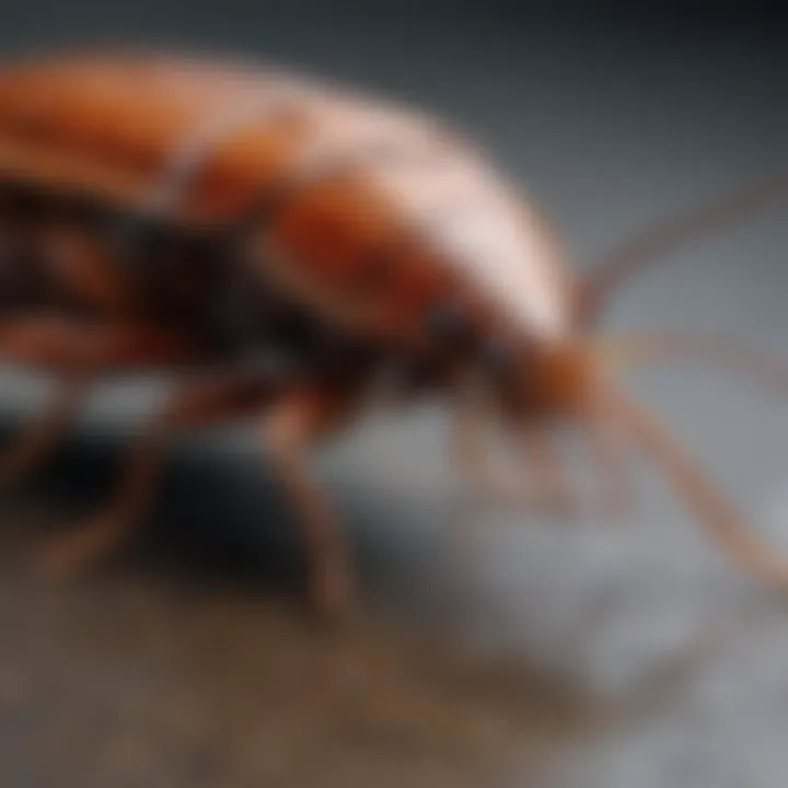 Close-up of a cockroach on a surface