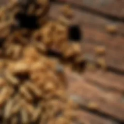 Close-up view of a termite infestation in wood