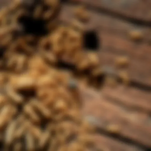 Termite Infestation in Wood Close-up view of a termite infestation in wood