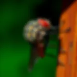 Understanding Fly Repellers: Methods, Effectiveness, and Considerations Introduction