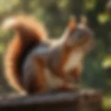 High-frequency sound device for squirrel control