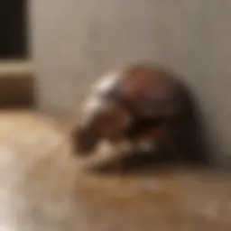 Diagram showcasing common entry points for sewer roaches in a home