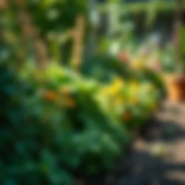 A well-maintained garden free from pests