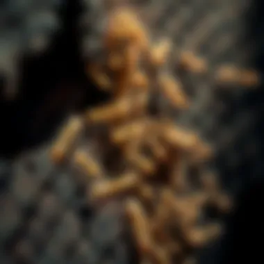 A close-up view of a termite colony in wood