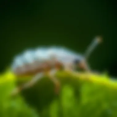 Close-up view of little silver bugs on a leaf