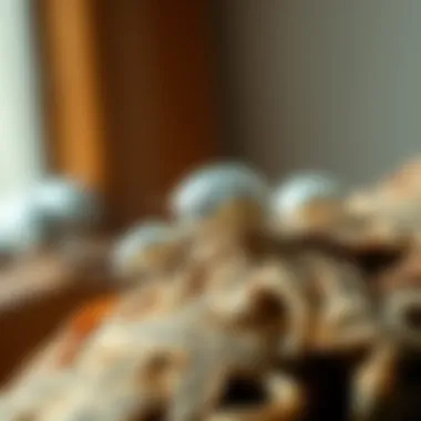 Little silver bugs in a domestic setting