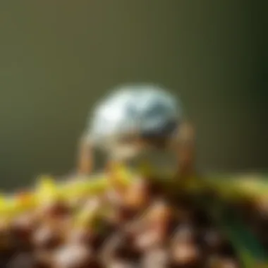 Ecological impact of little silver bugs