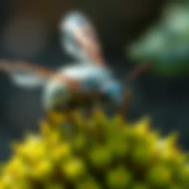 Various pest management strategies illustrated