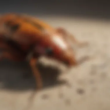 Biological Insights into Roach Behavior Diagram showing biological features of roaches