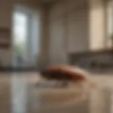 Close-up of a roach in a clean kitchen environment