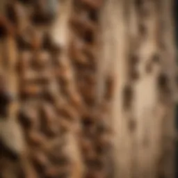 A close-up view of a termite infestation in wood
