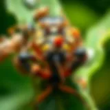 Detailed view of various pest types