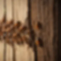Detailed view of termites in wood
