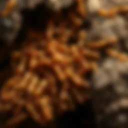 Close-up view of southern termite colony in natural habitat