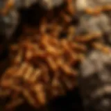 Southern Termite Colony in the Wild Close-up view of southern termite colony in natural habitat