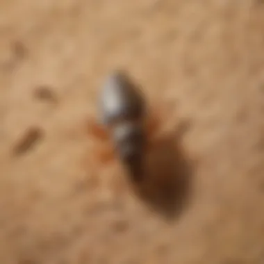 Infographic illustrating termite types and spray effectiveness