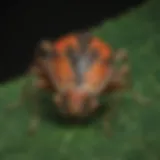 Close-up view of a stink bug on a leaf, showcasing its features