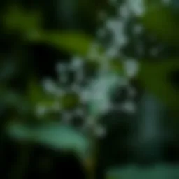 Chemical structure of Termidor SC Spray