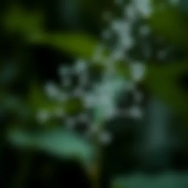 Chemical Composition of Termidor SC Spray Chemical structure of Termidor SC Spray