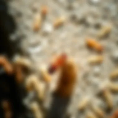 Effectiveness of Termidor SC Spray on Termites Termidor SC Spray's impact on termite population