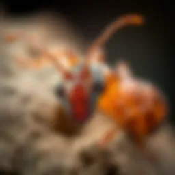 Close-up of termite anatomy showcasing distinct features