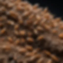 Close-up view of termites showcasing their intricate body structure