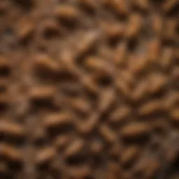 Close-up of a termite colony in wood