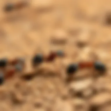 Ants Attracted to Terro PCO Ants attracted to Terro PCO Liquid Ant Killer solution