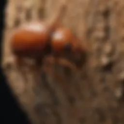 Close-up view of a big pine termite showcasing its distinct features