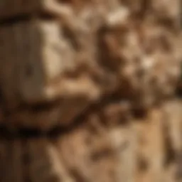 Close-up of wood damage caused by termites