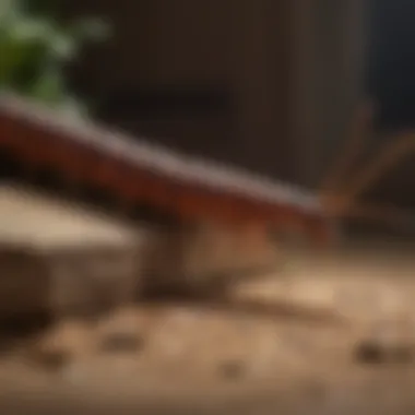 Close-up of a centipede in a residential setting, showcasing its distinctive body structure.